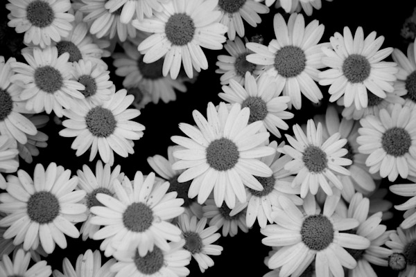 モノクロの花 花と風景 Photo Blog
