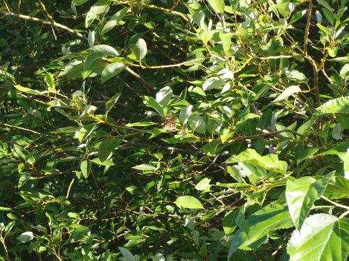 コムラサキ 20120916 矢作川他_d0254540_2214149.jpg