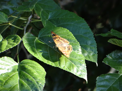 コムラサキ 20120916 矢作川他_d0254540_2219188.jpg