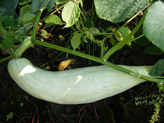 e0146841_1624403.jpg