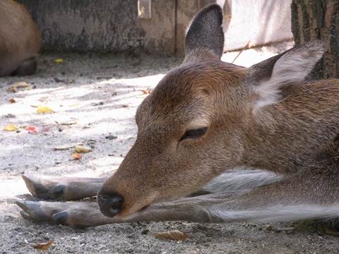 2011年10月15日　ユニコーンがやってくるｚｚｚ…／広島グリーンアリーナ～その２～_b0046148_148213.jpg