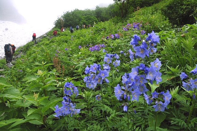 ミヤマハナシノブ咲く登山道_b0122448_1735288.jpg