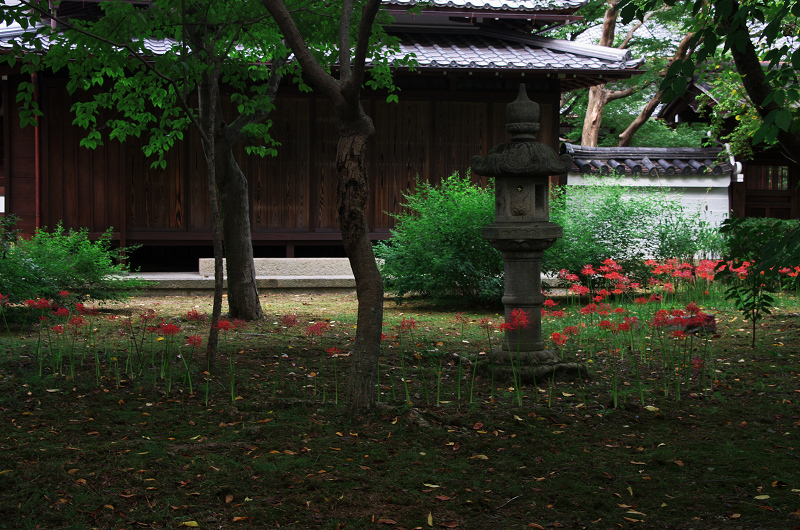 彼岸花咲く（真如堂）_f0155048_23495222.jpg