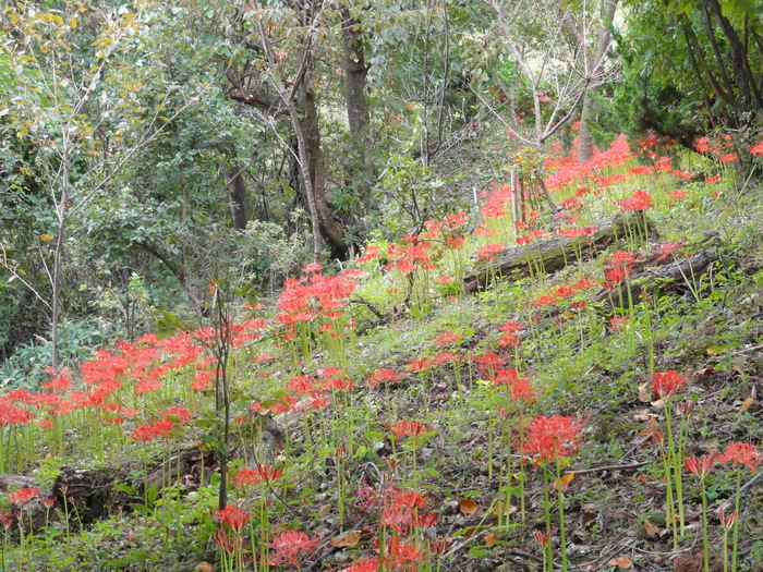 2週連続で高尾山に_a0122149_12564957.jpg