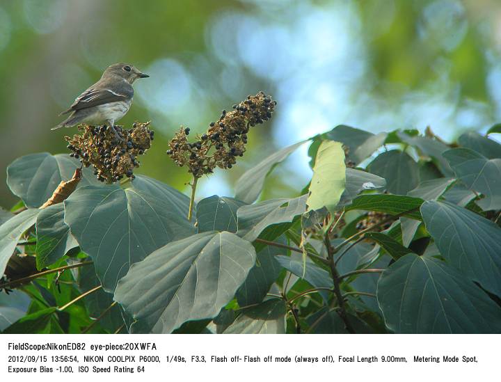 2012.9.15(2) 秋ヶ瀬公園・ピクニックの森_c0062451_15171793.jpg