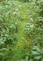 多里大山～道後山（鳥取県日南町側から）_b0156456_19182381.jpg