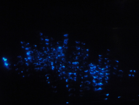 「青白く光るウミホタルわくわく観察会2012」 in せんなん里海公園_c0108460_1383766.jpg