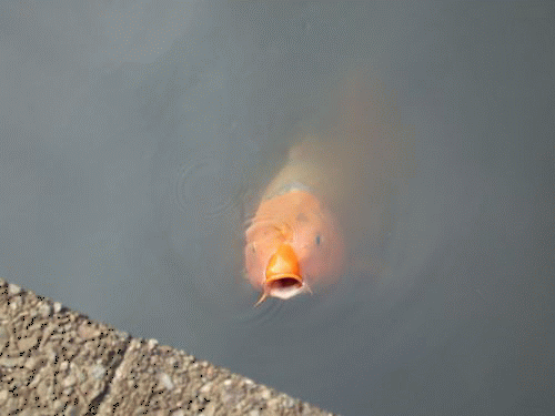 c0119160_6304342.gif