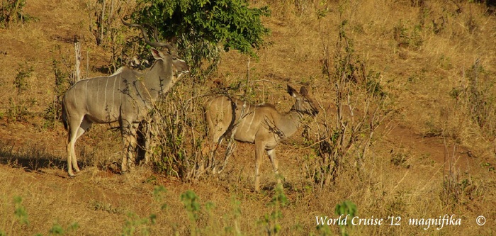 Africa-11 チョべ川クルーズ クドゥー / Chobe River Cruise Kudu_e0140365_2112662.jpg