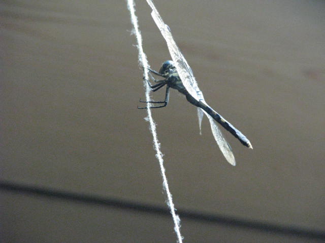 b0161073_1575557.jpg