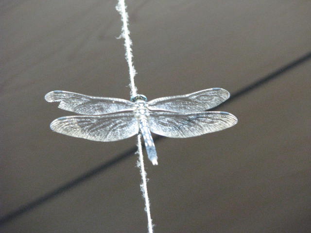 b0161073_1595933.jpg