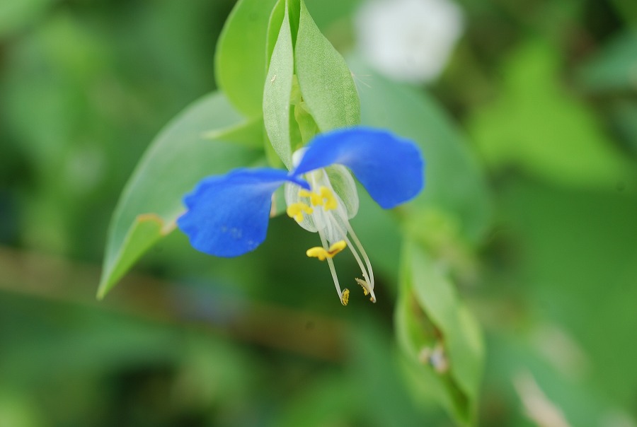 土手の草花_c0187781_15375831.jpg