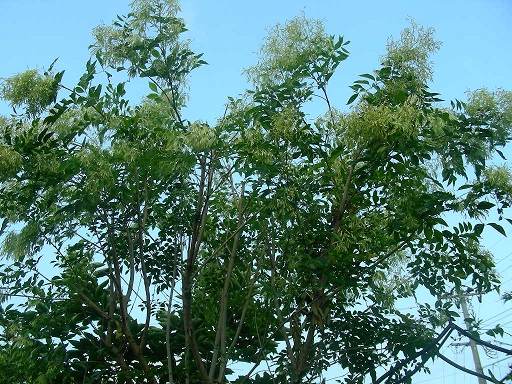 b0096584_0124514.jpg