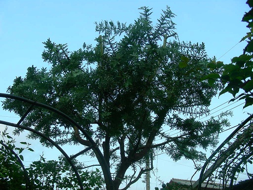 b0096584_013534.jpg