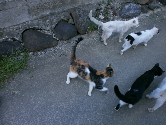 d0000995_1003395.jpg