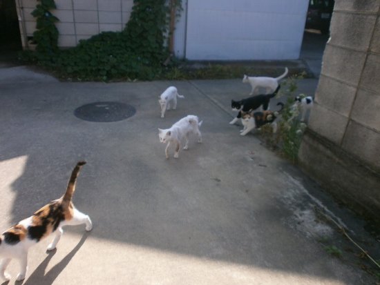 d0000995_1031787.jpg