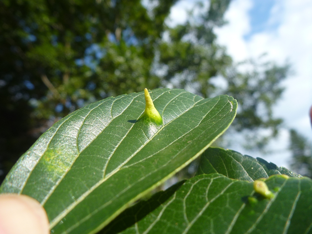 東京でもエノキカイガラキジラミ 虫央堂
