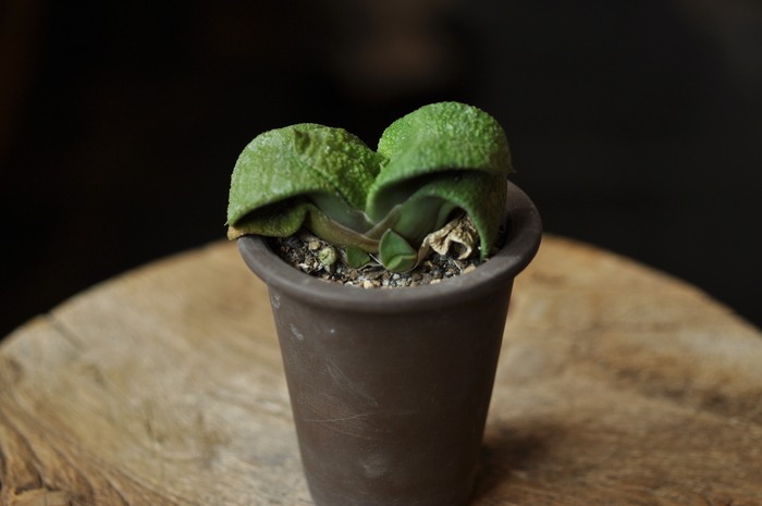 green projects 6_a0214096_13215169.jpg