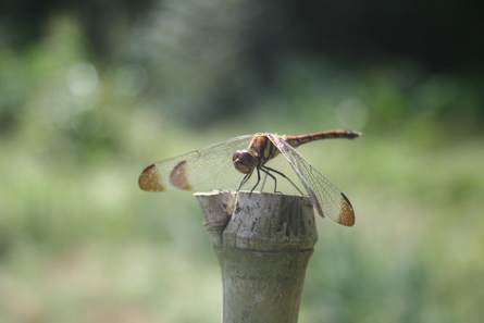 今週の家庭菜園（２０１２年９月１５〜１７日）_a0216817_2373586.jpg