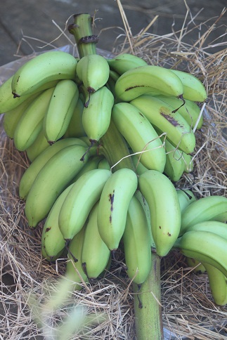 今年は島バナナが豊作♪_c0150717_1731479.jpg