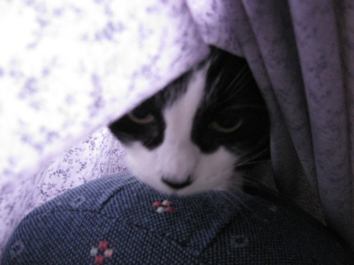 Cat Clinic of Lawrence _e0101819_6402389.jpg