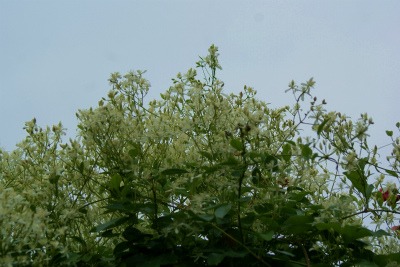 f0170524_9135551.jpg