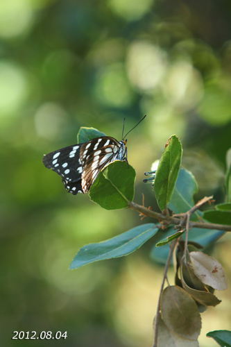 ゴマダラチョウ_a0080526_221834.jpg