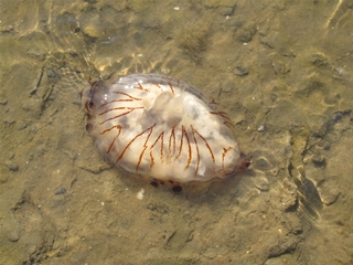 f0224632_1361064.jpg