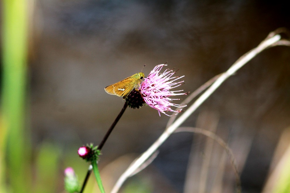 標高900m・・・秘境の花！　_c0172139_2304775.jpg