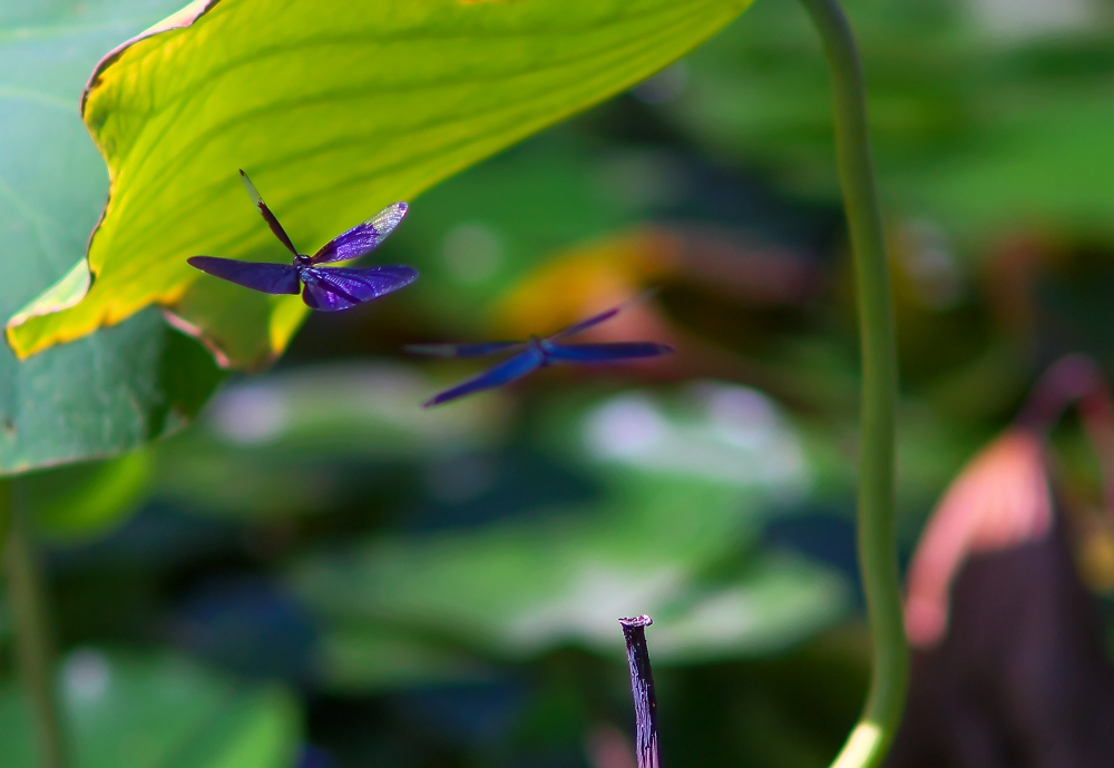 蓮華寺池公園の蝶蜻蛉_a0264542_23361545.jpg