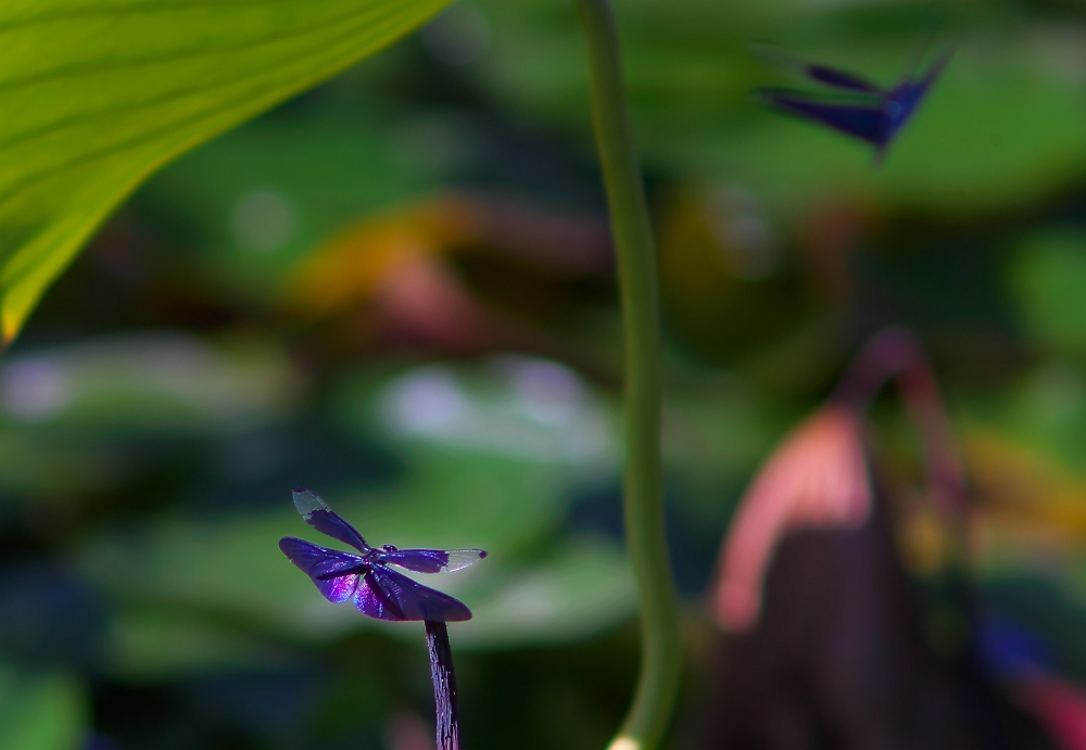 蓮華寺池公園の蝶蜻蛉_a0264542_2336962.jpg