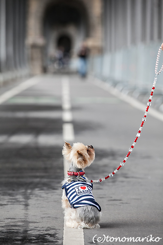 パリ旅行の記念に家族写真　まめちゃん一家編_c0024345_2245517.jpg