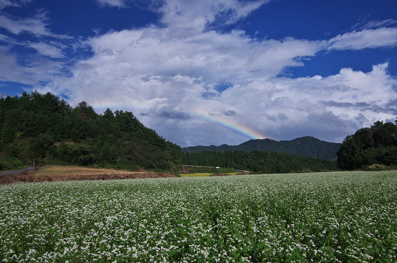 そば畑と虹の空(奈良県桜井市・笠)_f0155048_232817100.jpg