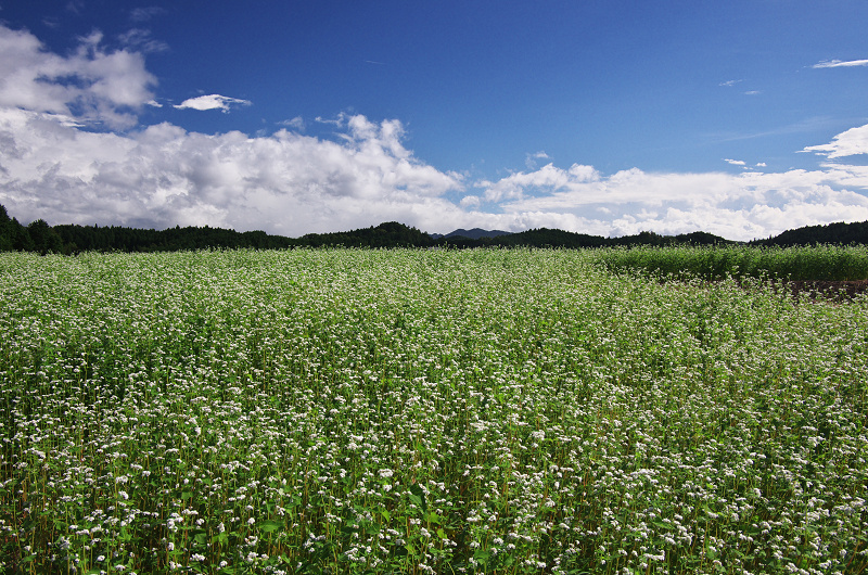 そば畑と虹の空(奈良県桜井市・笠)_f0155048_2328283.jpg