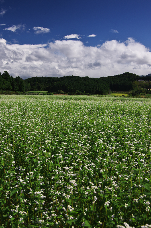 そば畑と虹の空(奈良県桜井市・笠)_f0155048_23283823.jpg
