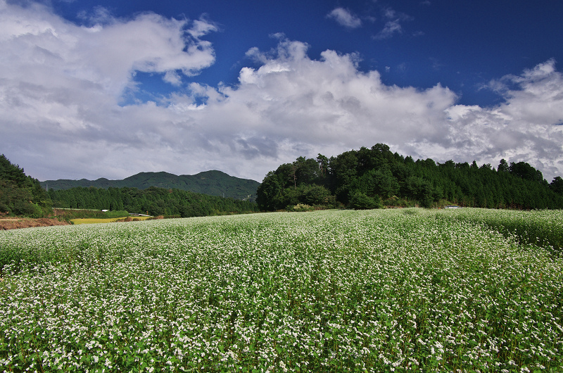 そば畑と虹の空(奈良県桜井市・笠)_f0155048_23284532.jpg