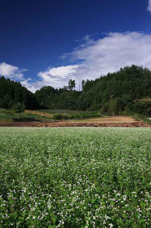 そば畑と虹の空(奈良県桜井市・笠)_f0155048_23291549.jpg
