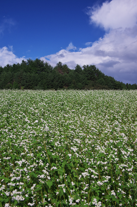 そば畑と虹の空(奈良県桜井市・笠)_f0155048_23301163.jpg