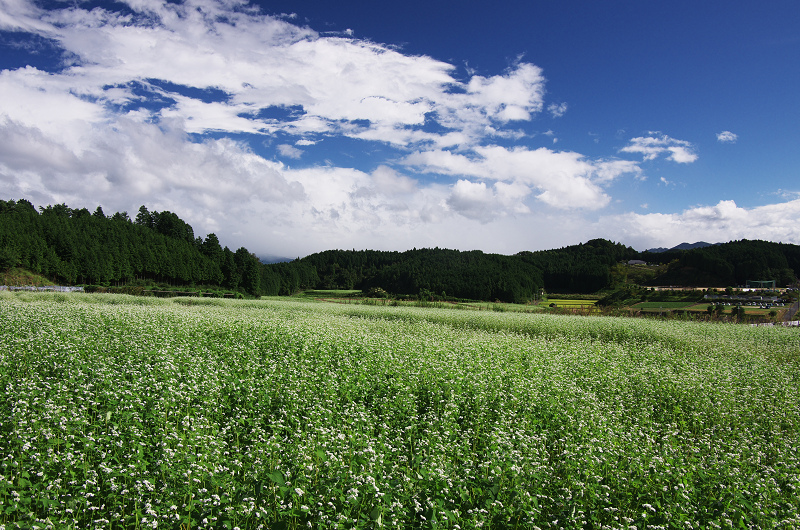 そば畑と虹の空(奈良県桜井市・笠)_f0155048_2330195.jpg