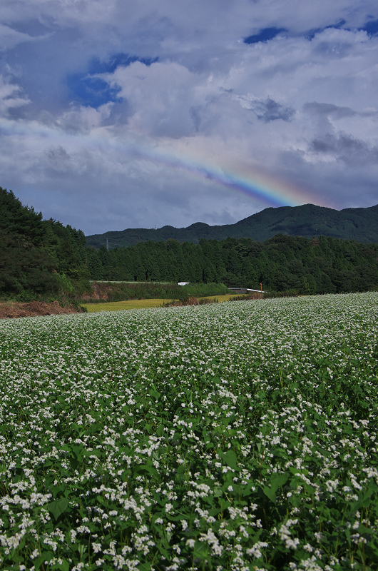 そば畑と虹の空(奈良県桜井市・笠)_f0155048_2331587.jpg