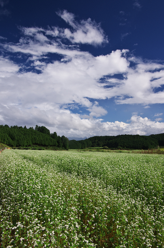 そば畑と虹の空(奈良県桜井市・笠)_f0155048_2331913.jpg