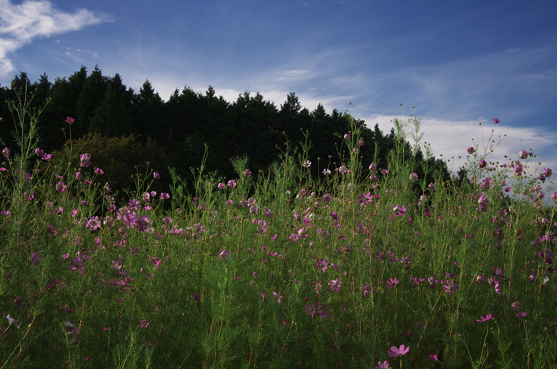 そば畑と虹の空(奈良県桜井市・笠)_f0155048_23321891.jpg
