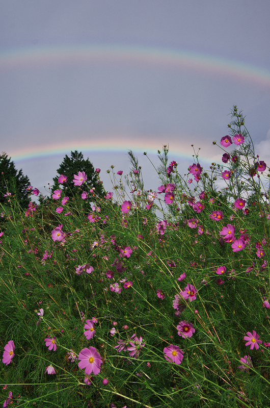 そば畑と虹の空(奈良県桜井市・笠)_f0155048_23324727.jpg