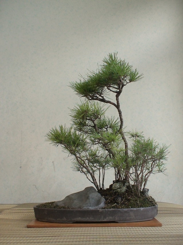 最も優遇の 大品赤松 寄植え 盆栽 植物 観葉植物 インテリア 住まい 小物42 割引 Ameublier Com 最も優遇の 大品赤松 寄植え 盆栽 植物 観葉植物 インテリア 住まい 小物42 割引 Ameublier Com