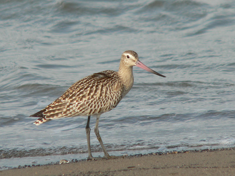探鳥：シギ・チドリ_c0136361_2024359.jpg