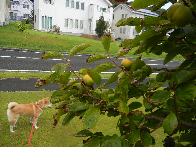 f0060461_12385139.jpg