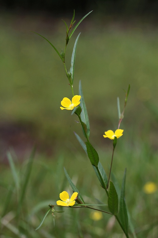 西三河・秋の花　その2_f0000789_8562593.jpg