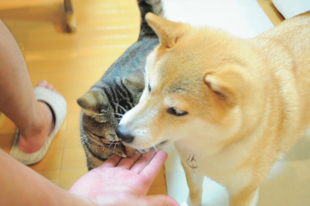山わさび初体験_a0126590_22482033.jpg