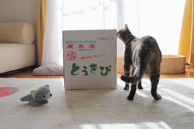 北の国から_a0126590_8532560.jpg