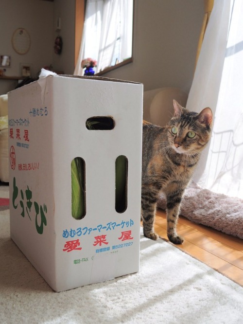 北の国から_a0126590_8565532.jpg